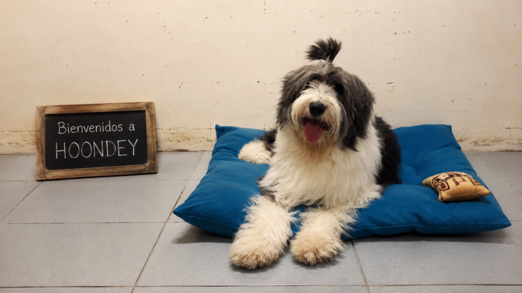 Bienvenido a Hoondey: Una bitácora real desde el suelo